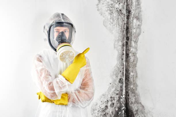 Why You Should Choose Our Mold Remediation Services in West Bay Shore, NY